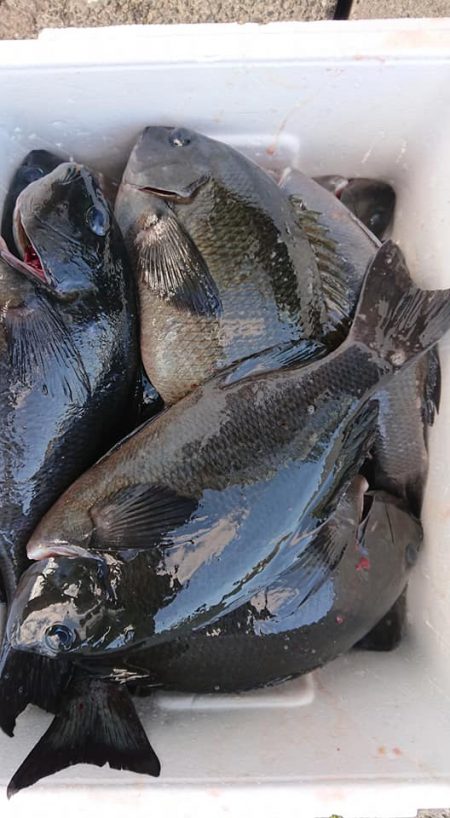 伊豆下田フィッシング 釣果