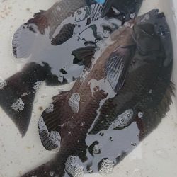 伊豆下田フィッシング 釣果