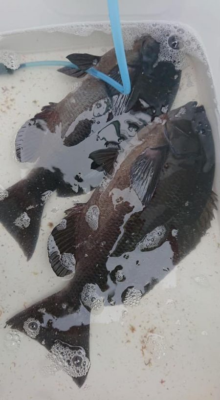 伊豆下田フィッシング 釣果