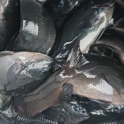 伊豆下田フィッシング 釣果