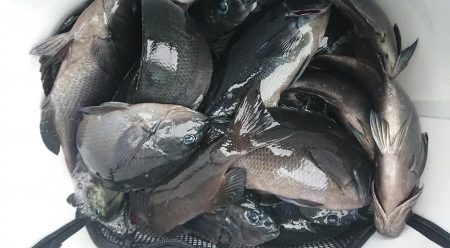 伊豆下田フィッシング 釣果