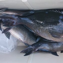 しば渡船 釣果