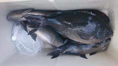 しば渡船 釣果