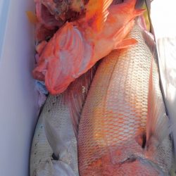 遊漁船 新鋭丸 釣果