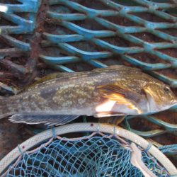 オリジナルメーカー海づり公園(市原市海づり施設) 釣果