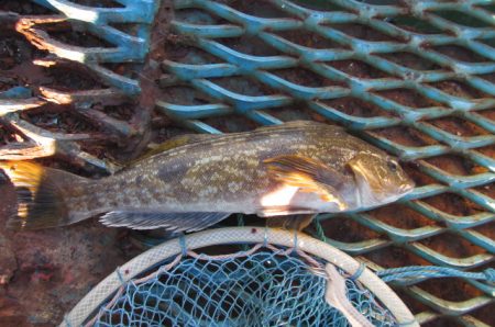 オリジナルメーカー海づり公園(市原市海づり施設) 釣果