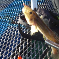 オリジナルメーカー海づり公園(市原市海づり施設) 釣果