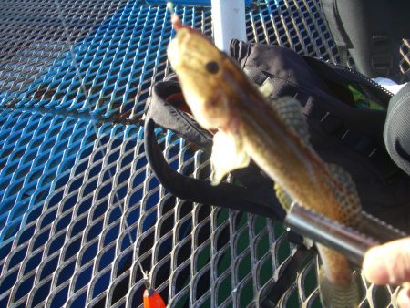 オリジナルメーカー海づり公園(市原市海づり施設) 釣果