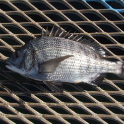 オリジナルメーカー海づり公園(市原市海づり施設) 釣果