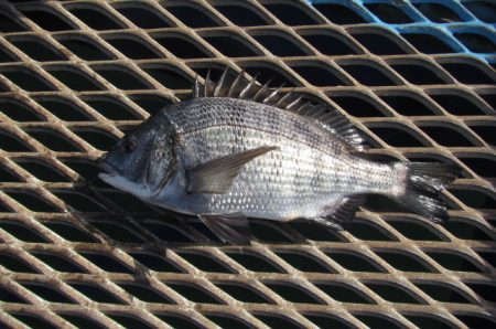 オリジナルメーカー海づり公園(市原市海づり施設) 釣果