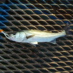 オリジナルメーカー海づり公園(市原市海づり施設) 釣果