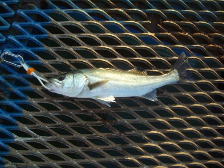 オリジナルメーカー海づり公園(市原市海づり…