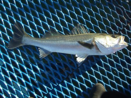 オリジナルメーカー海づり公園(市原市海づり…
