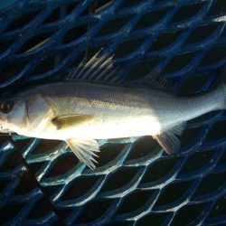 オリジナルメーカー海づり公園(市原市海づり施設) 釣果