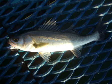 オリジナルメーカー海づり公園(市原市海づり施設) 釣果