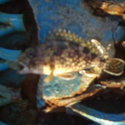 オリジナルメーカー海づり公園(市原市海づり施設) 釣果