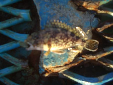 オリジナルメーカー海づり公園(市原市海づり施設) 釣果