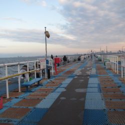 オリジナルメーカー海づり公園(市原市海づり施設) 釣果