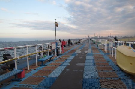 オリジナルメーカー海づり公園(市原市海づり施設) 釣果