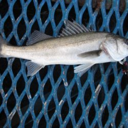 オリジナルメーカー海づり公園(市原市海づり施設) 釣果