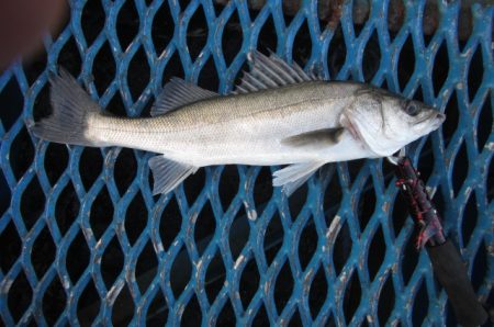 オリジナルメーカー海づり公園(市原市海づり施設) 釣果