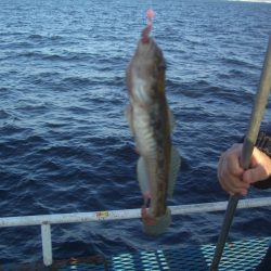 オリジナルメーカー海づり公園(市原市海づり施設) 釣果