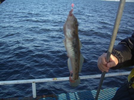 オリジナルメーカー海づり公園(市原市海づり施設) 釣果
