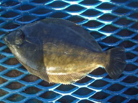 オリジナルメーカー海づり公園(市原市海づり…