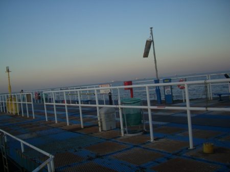 オリジナルメーカー海づり公園(市原市海づり施設) 釣果