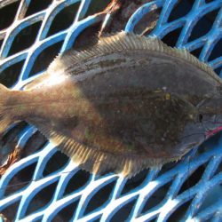 オリジナルメーカー海づり公園(市原市海づり施設) 釣果