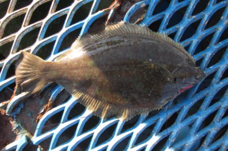 オリジナルメーカー海づり公園(市原市海づり施設) 釣果