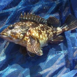 オリジナルメーカー海づり公園(市原市海づり施設) 釣果