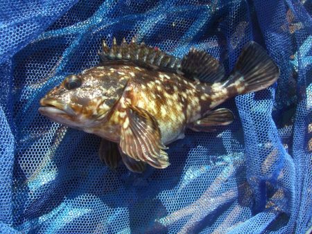 オリジナルメーカー海づり公園(市原市海づり施設) 釣果