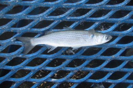 オリジナルメーカー海づり公園(市原市海づり施設) 釣果