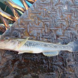 オリジナルメーカー海づり公園(市原市海づり施設) 釣果