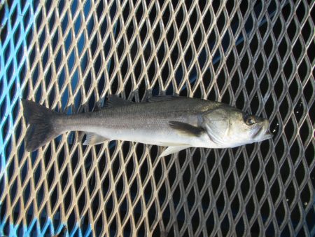オリジナルメーカー海づり公園(市原市海づり施設) 釣果