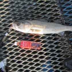 オリジナルメーカー海づり公園(市原市海づり施設) 釣果