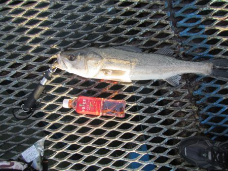 オリジナルメーカー海づり公園(市原市海づり施設) 釣果