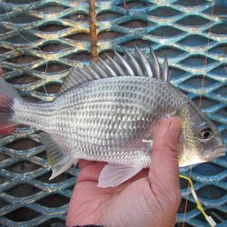 オリジナルメーカー海づり公園(市原市海づり施設) 釣果