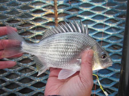 オリジナルメーカー海づり公園(市原市海づり施設) 釣果