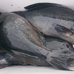 しば渡船 釣果