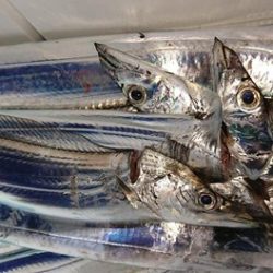 スカイマリン 釣果