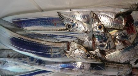 スカイマリン 釣果