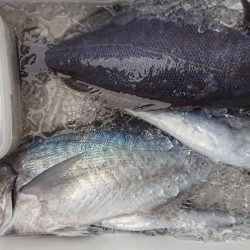 伊豆下田フィッシング 釣果