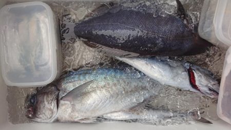 伊豆下田フィッシング 釣果