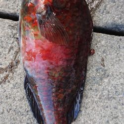 伊豆下田フィッシング 釣果