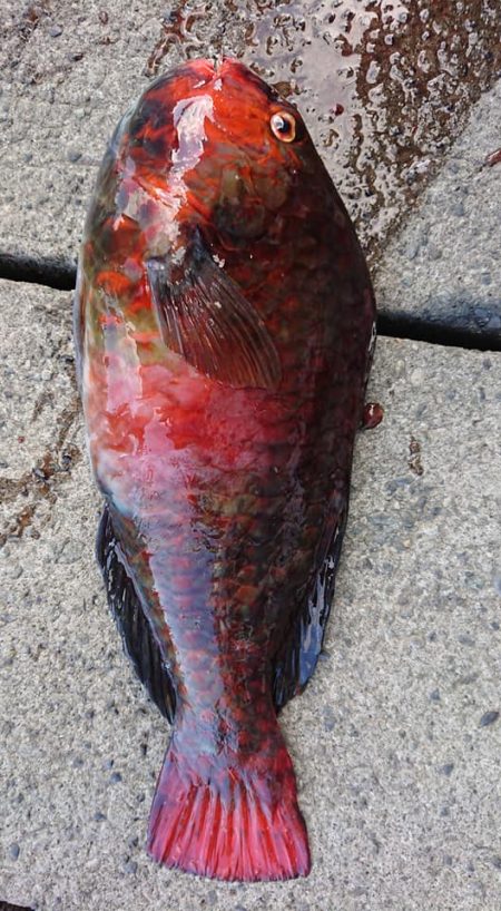 伊豆下田フィッシング 釣果