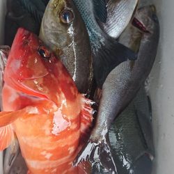 伊豆下田フィッシング 釣果