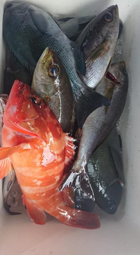 伊豆下田フィッシング 釣果