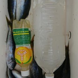 伊豆下田フィッシング 釣果